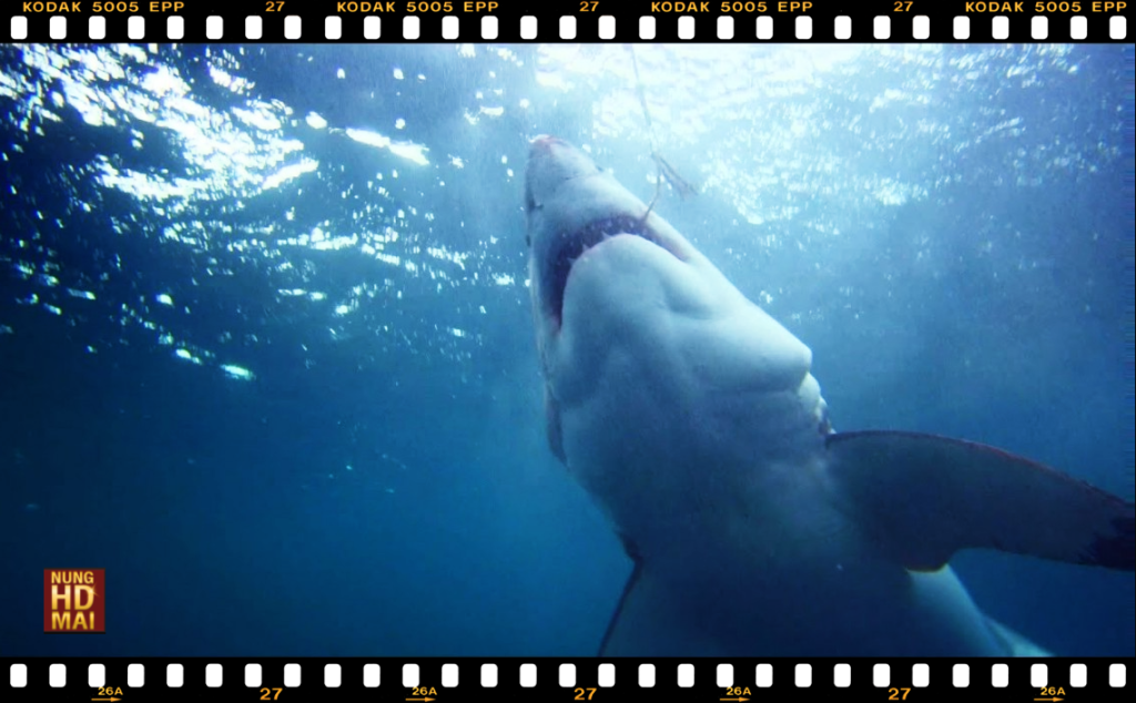 รีวิวหนังGreat White ฉลามขาวเพชฌฆาต สุดมัน